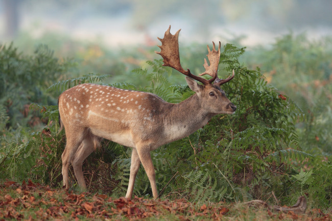 Обои картинки фото животные, олени, олень, рога