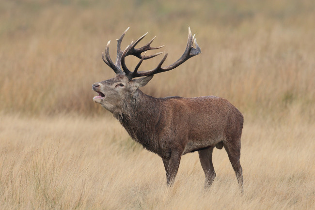 Обои картинки фото животные, олени, рога, олень