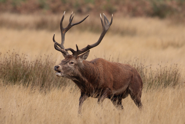 Обои картинки фото животные, олени, рога, олень