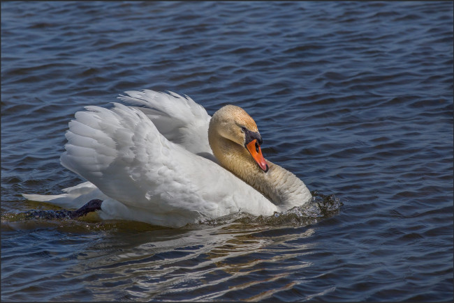 Обои картинки фото животные, лебеди, лебедь
