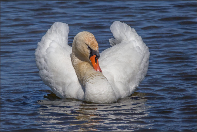Обои картинки фото животные, лебеди, лебедь