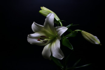 Картинка цветы лилии +лилейники цветок