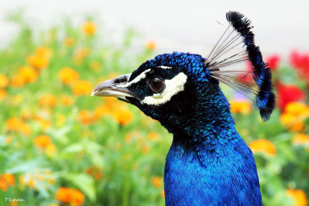 Картинка животные павлины хохолок