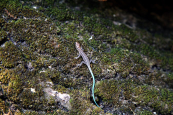 Картинка животные Ящерицы +игуаны +вараны юркая