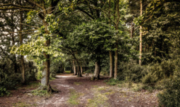 Картинка природа дороги тракт