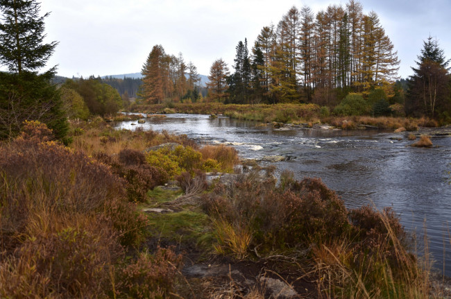 Обои картинки фото природа, реки, озера, река, лес