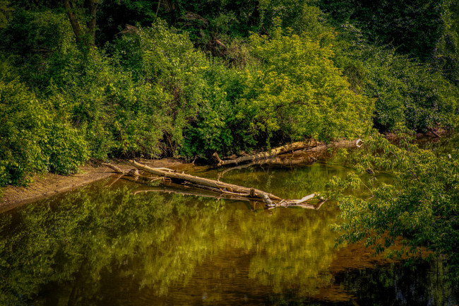 Обои картинки фото природа, реки, озера, река, лес