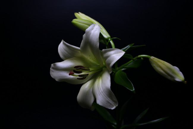 Обои картинки фото цветы, лилии,  лилейники, цветок