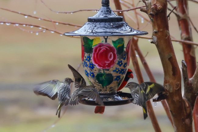 Обои картинки фото животные, птицы, кормушка, ветки