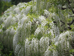 Картинка цветы глициния цветение