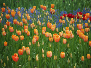 Картинка цветы тюльпаны цветение лепестки бутоны капли