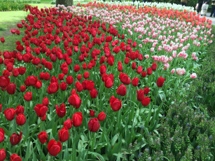 Картинка цветы тюльпаны цветок красные