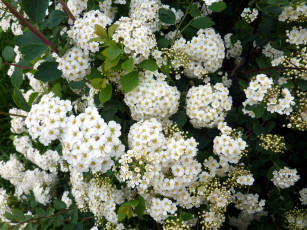 Картинка снежноягодник цветы цветущие+деревья+ +кустарники