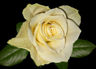 Картинка цветы розы листья bud лепестки blossoms leaves petals бутон роза rose цветение