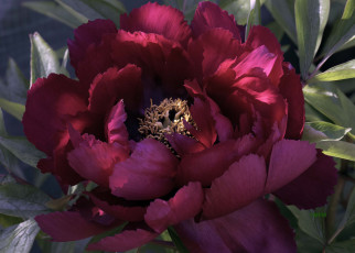 Картинка цветы пионы пион бутон лепестки листья цветение