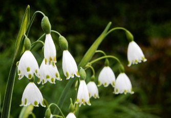 Картинка подснежники цветы ландыши цветение