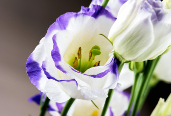 Картинка цветы эустома цветение цвет