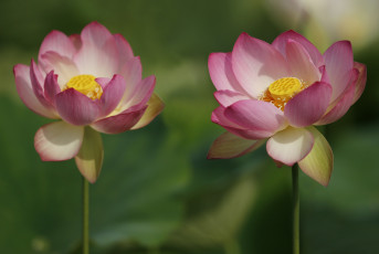 Картинка цветы лотосы