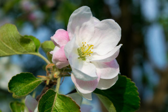 Картинка цветы цветущие+деревья+ +кустарники цветок