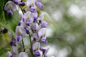 Картинка цветы глициния цветение цветки цвет