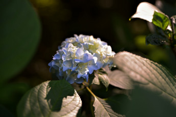 Картинка цветы гортензия цветение листья белая