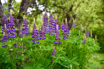Картинка цветы люпин цветение цвет
