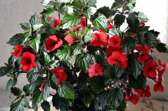 Картинка ахименес цветы