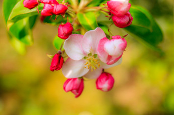 Картинка цветы цветущие+деревья+ +кустарники ветка цветущая веточка листья цветки