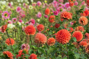 Картинка цветы георгины