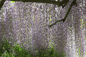 Картинка цветы глициния