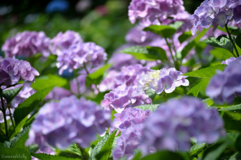 Картинка цветы гортензия цвет цветение куст