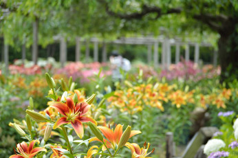 Картинка цветы лилии +лилейники bloom petals lily лепестки цветение