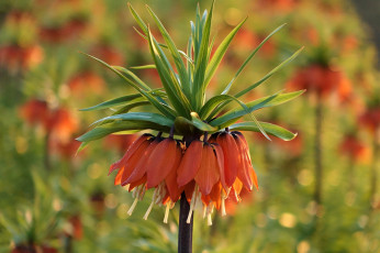 Картинка цветы лилии +лилейники цветение лилейник цвет