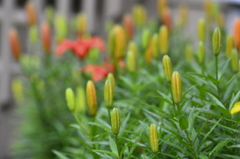 Картинка цветы лилии +лилейники petals лепестки цветение bloom lily