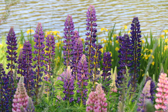 Картинка цветы люпин