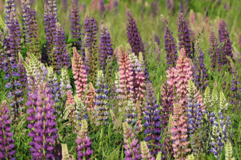 Картинка цветы люпин