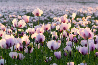 Картинка цветы маки поле природа луг лепестки мак