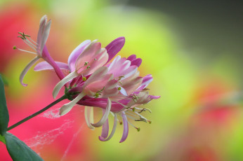 Картинка цветы макро