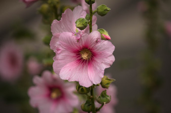 Картинка цветы мальвы мальва цветение цвет