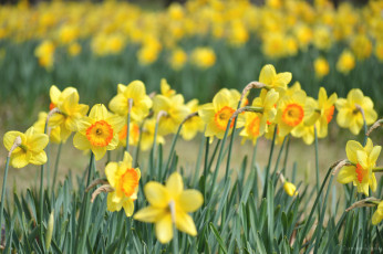 Картинка цветы нарциссы лепестки цветение