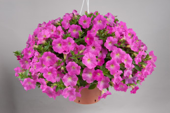 Картинка цветы петунии +калибрахоа цветок розовый