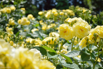 Картинка цветы розы лепестки bud petals leaves blossoms бутон rose цветение роза листья