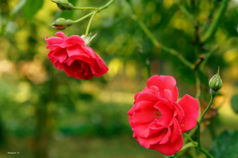 Картинка цветы розы розовый