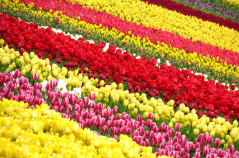 Картинка цветы тюльпаны