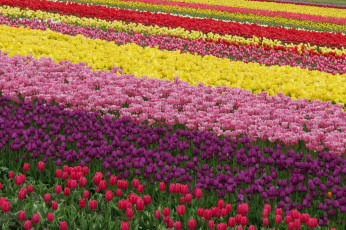 Картинка цветы тюльпаны