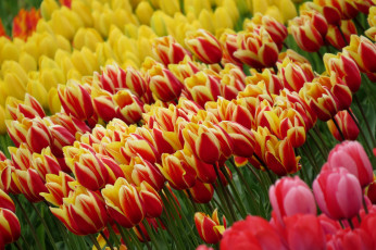 Картинка цветы тюльпаны