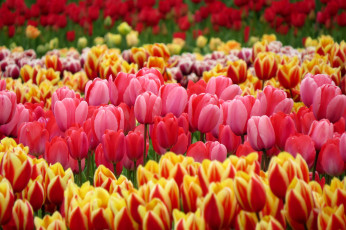 Картинка цветы тюльпаны