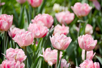 Картинка цветы тюльпаны лепестки цветение много разноцветные