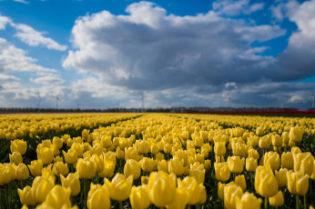 Картинка цветы тюльпаны лепестки цветение разноцветные много