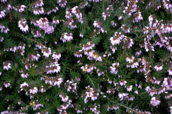 обоя цветы, вереск,  эрики